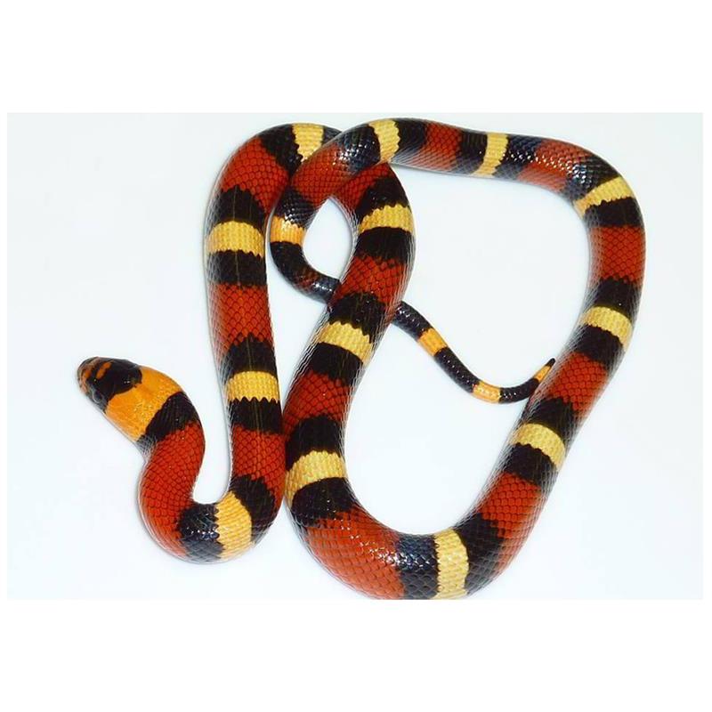 Sarpele de Lapte Pueblan - imagine 4